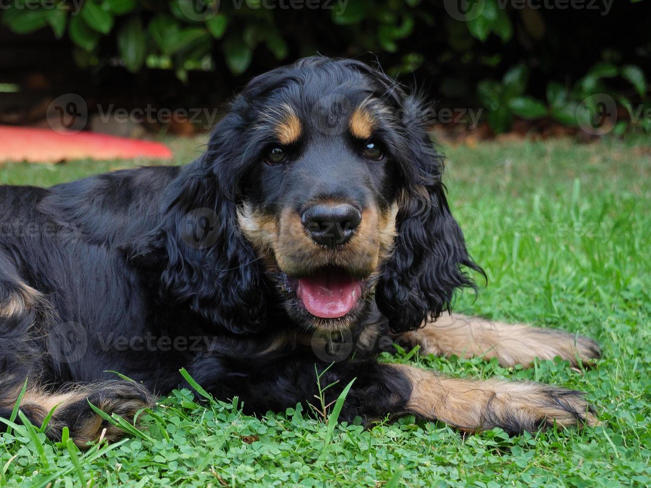 giovane cocker spaniel foto