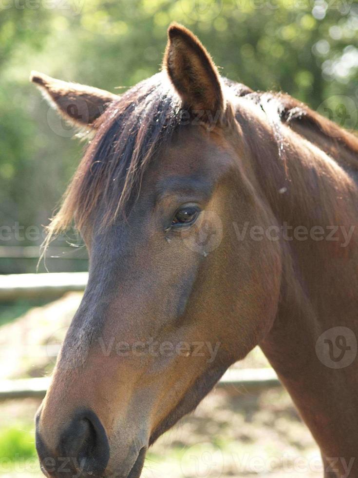 cavalli nel il Tedesco Münsterland foto