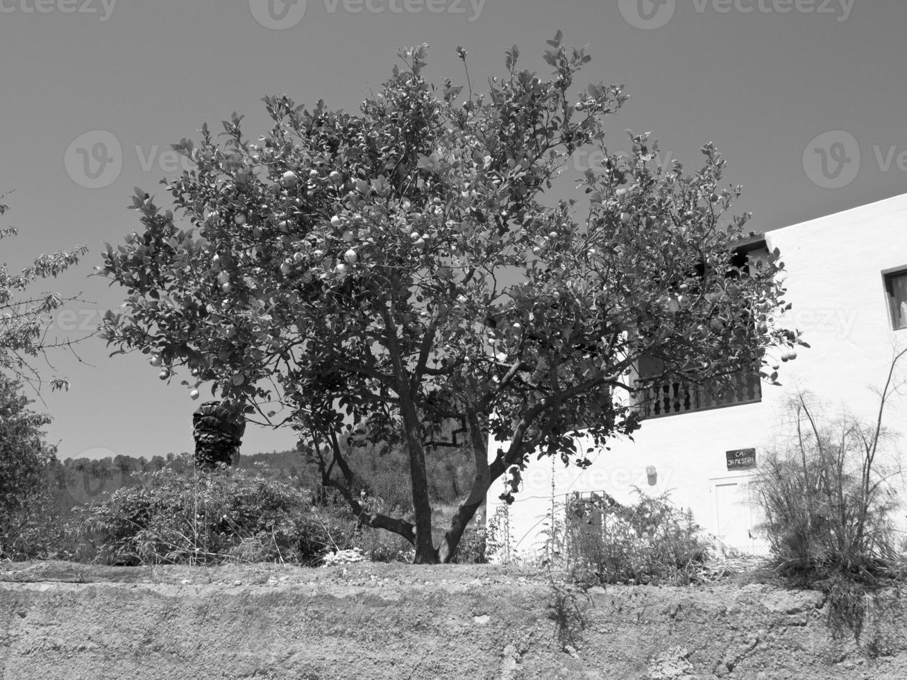 isola di ibiza in spagna foto