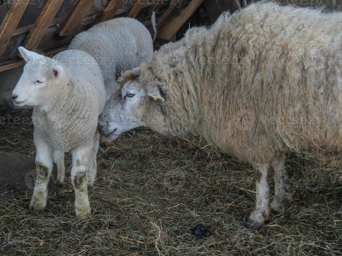 pecore e agnelli foto