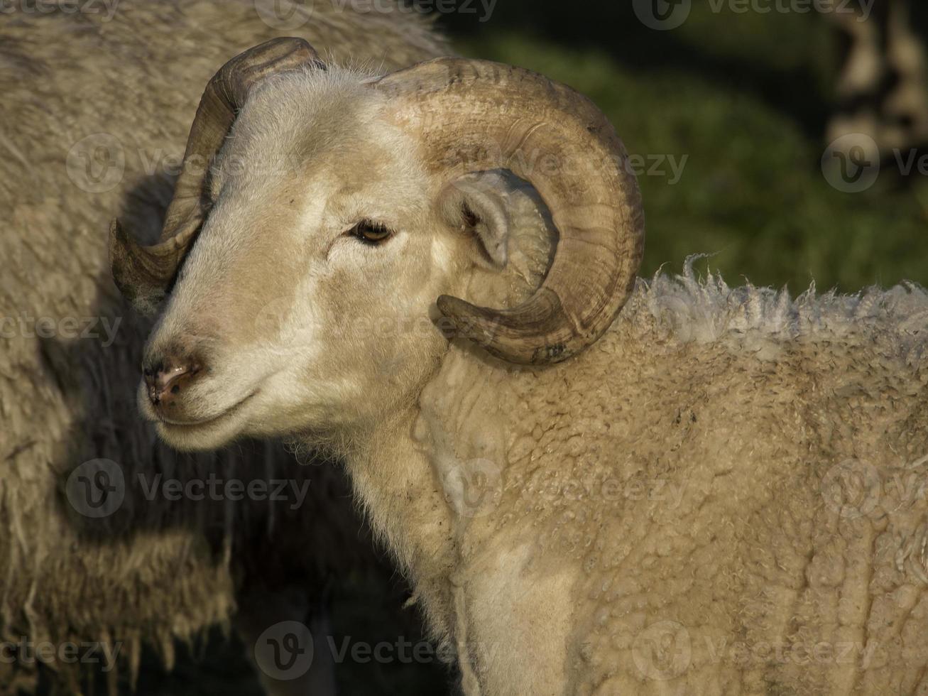 molti pecore nel westfalia foto