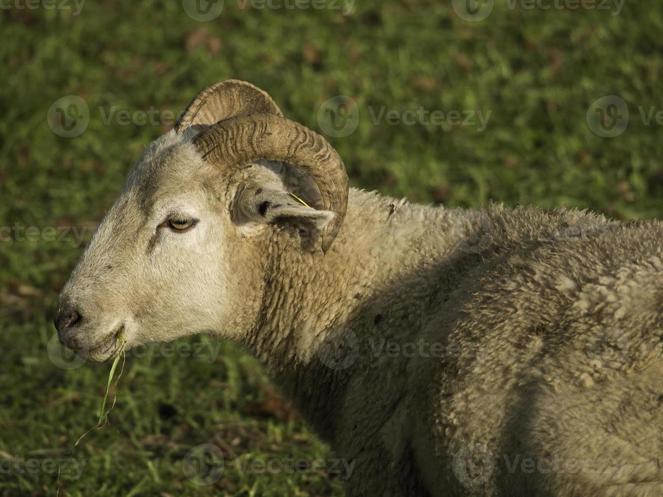 pecore nel muensterland tedesco foto