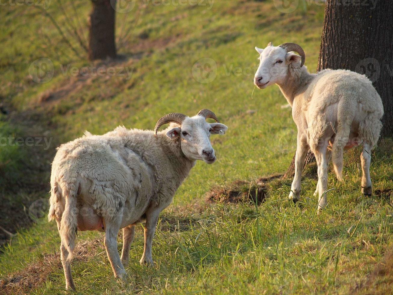 molti pecore nel westfalia foto