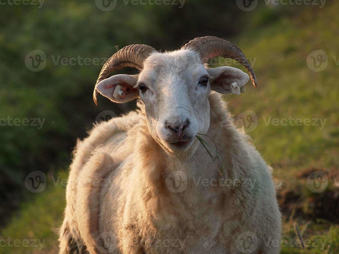 molti pecore nel westfalia foto