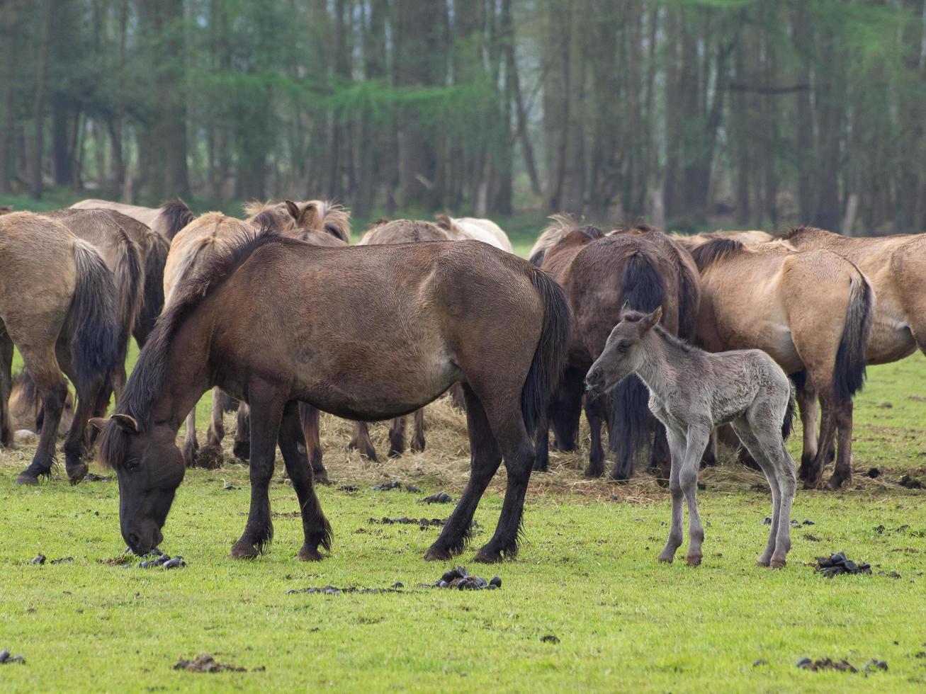 largo cavalli mandria nel Germania foto