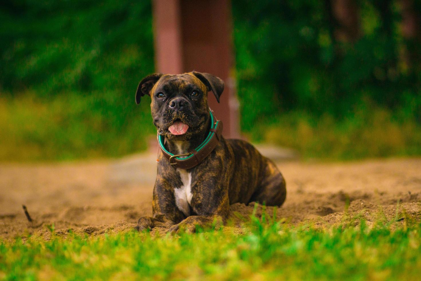 cane vita è difficile foto