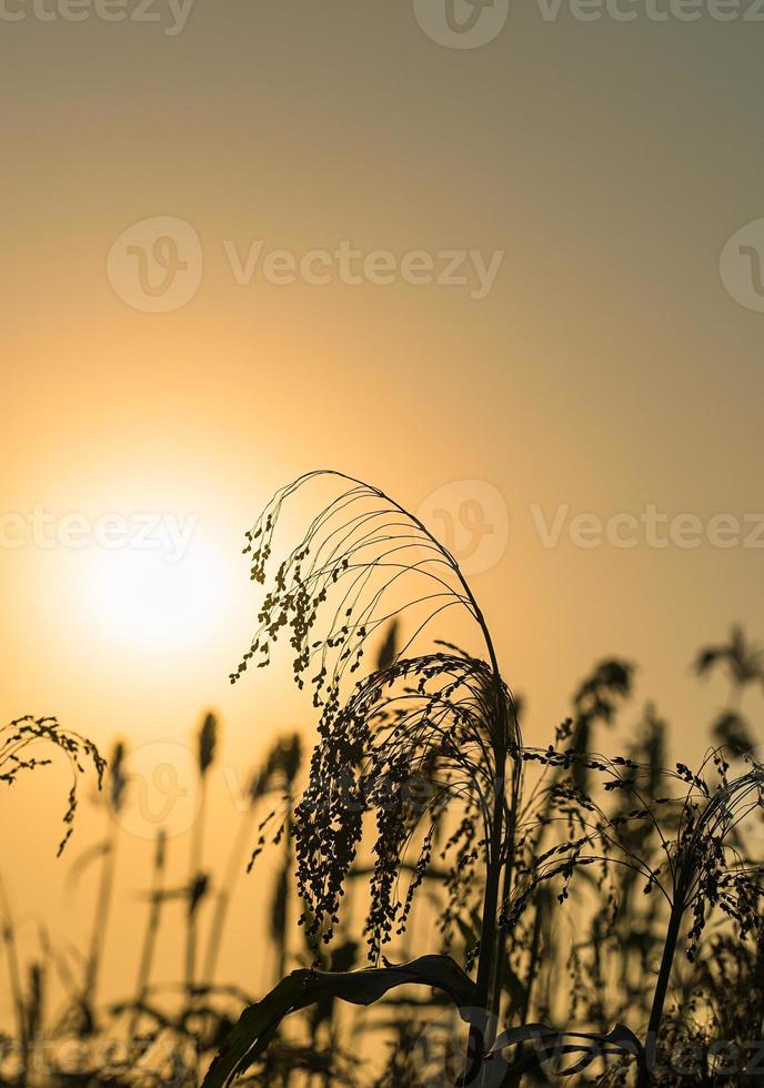 primo piano sorgo nel tramonto dell'agente sul campo foto