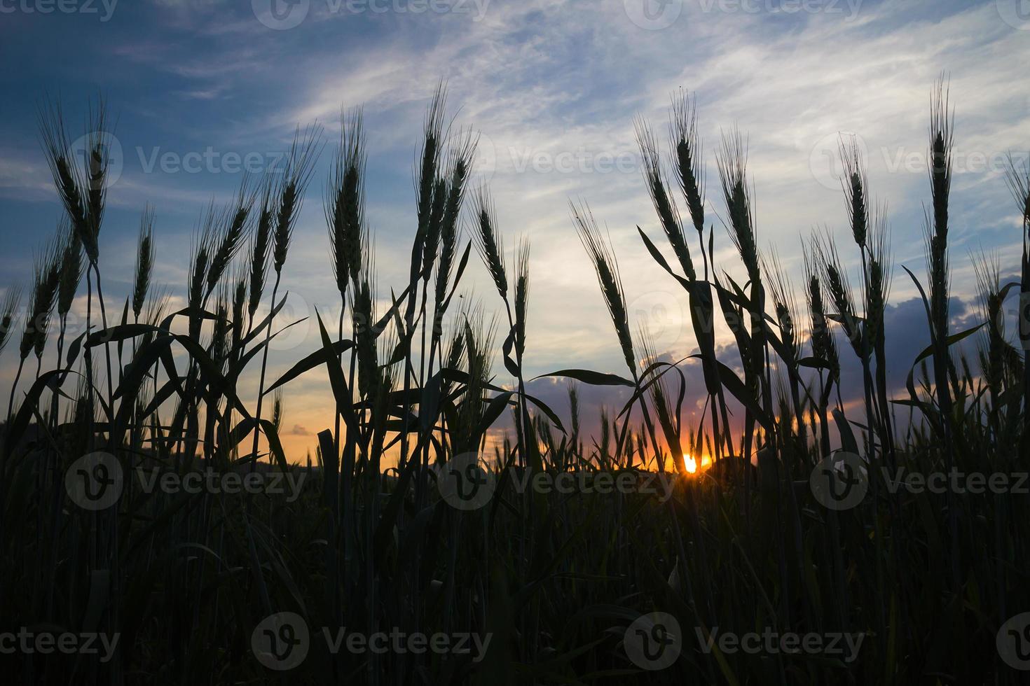 Grano campo nel campagna agente tramonto foto