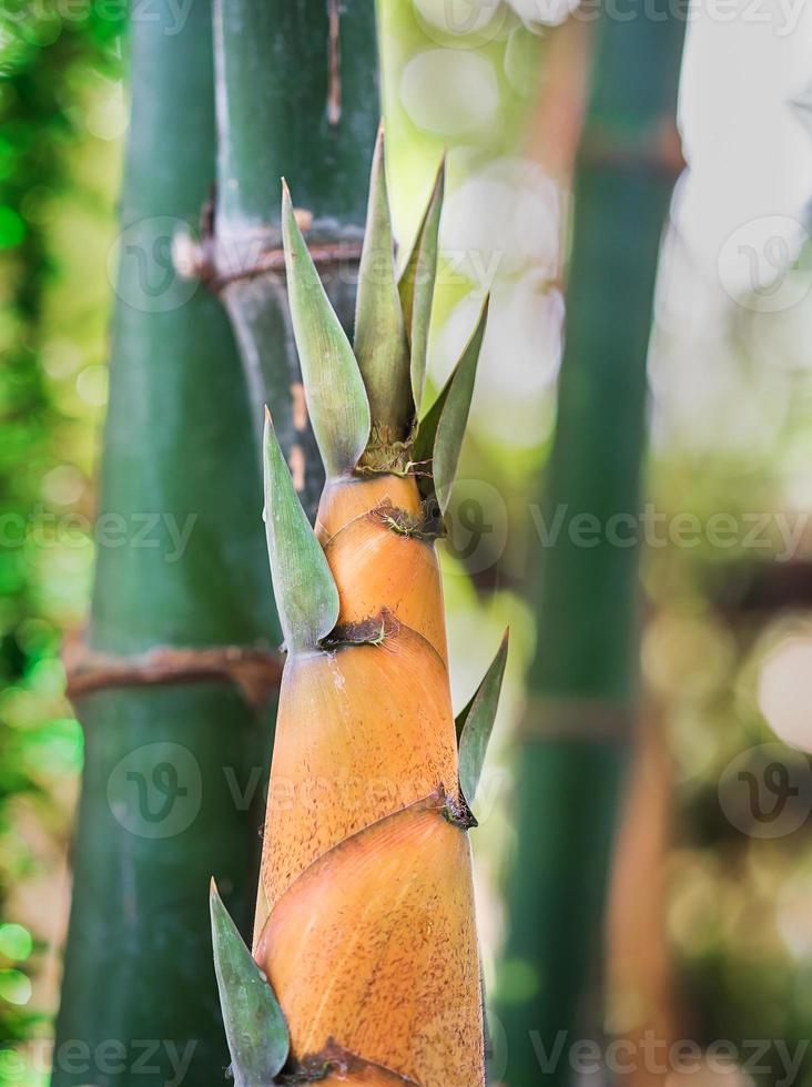 bambù sparare pianta foto