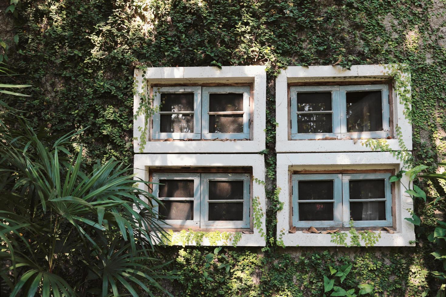 verde edera parete pianta su il vecchio edificio con finestre, primavera estate sfondo foto