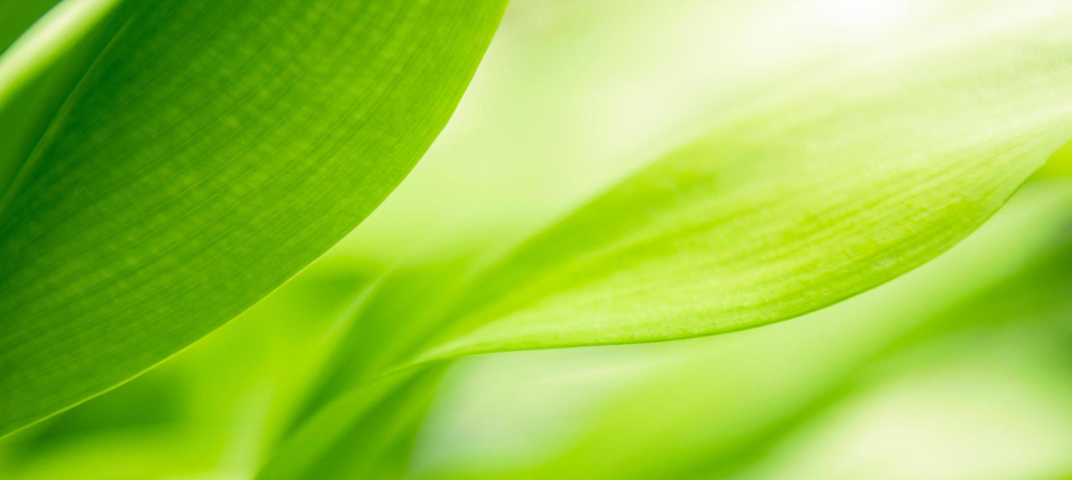 natura di verde foglia. ambiente ecologia verdura sfondo foto