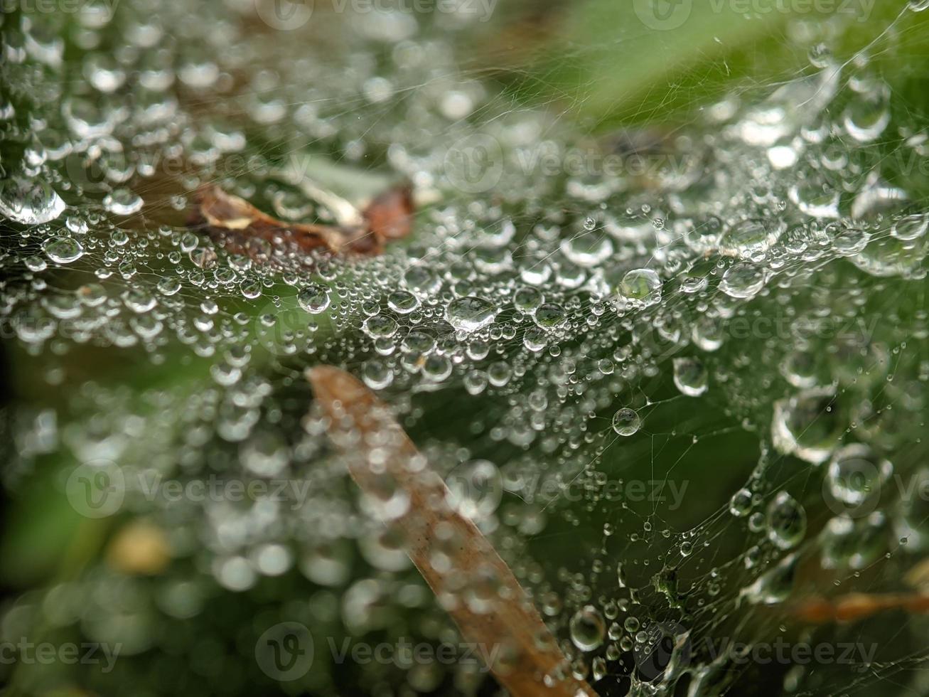 Guazza su ragno ragnatela nel il mattina, macro fotografia, estremo vicino su foto