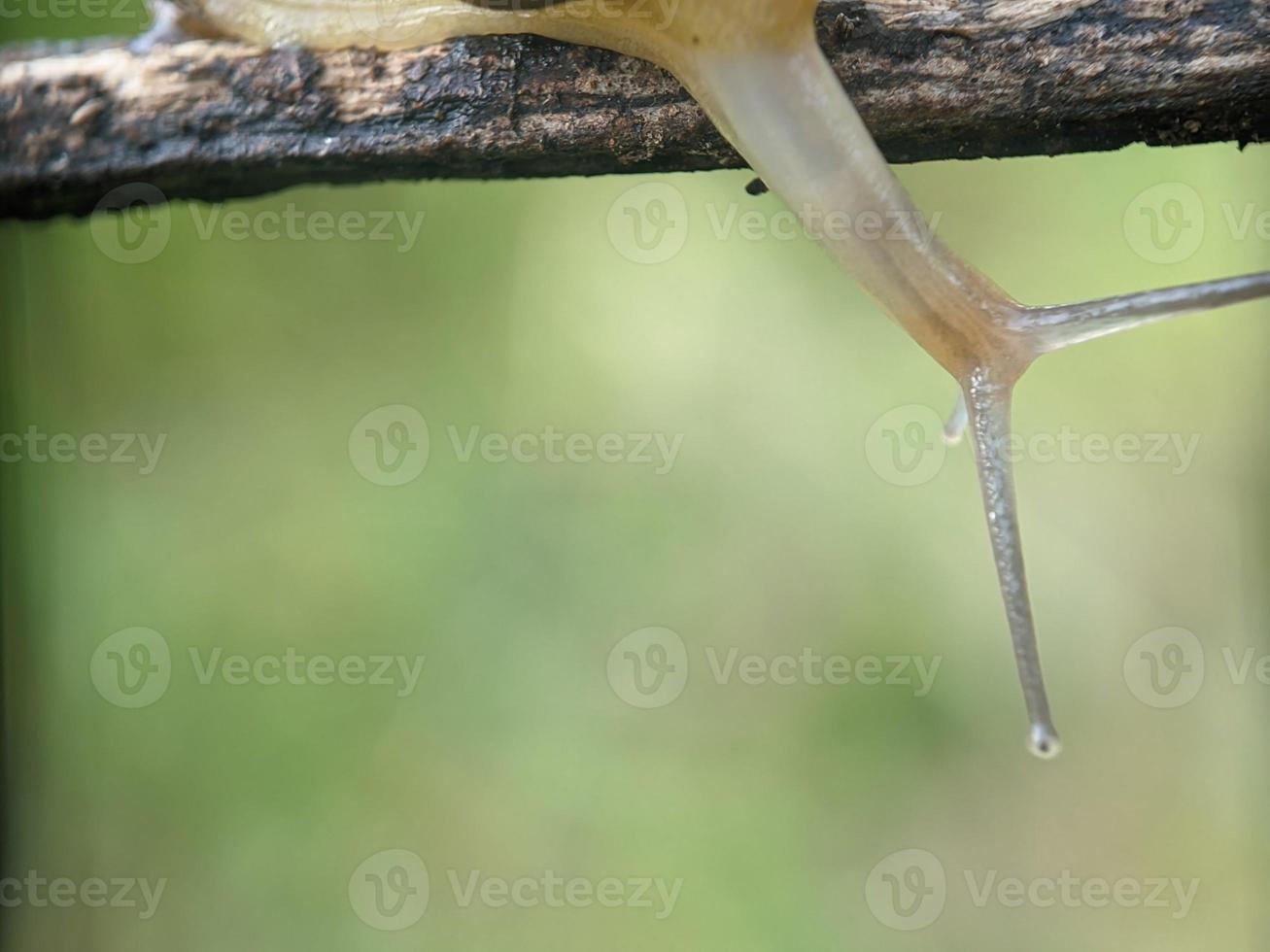 lumaca su il ramoscello, nel il mattina, macro fotografia, estremo vicino su foto