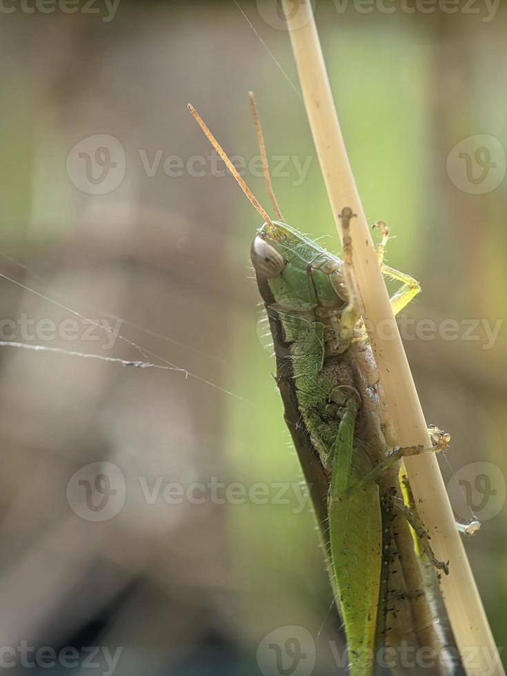 cavalletta su ramoscello, macro fotografia, estremo vicino su foto