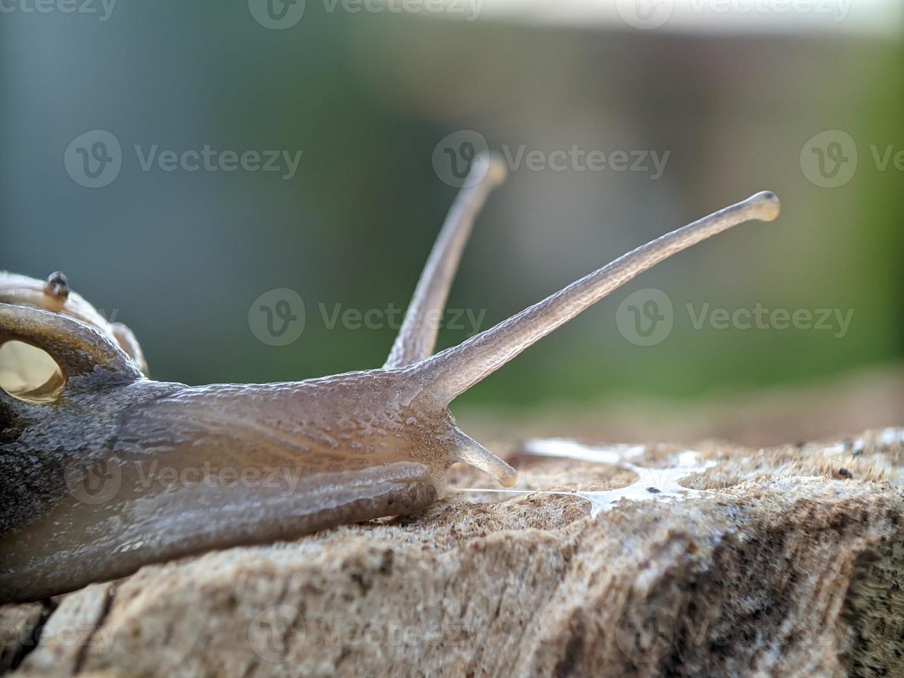 lumaca su il Di legno, nel il mattina, macro fotografia, estremo vicino su foto