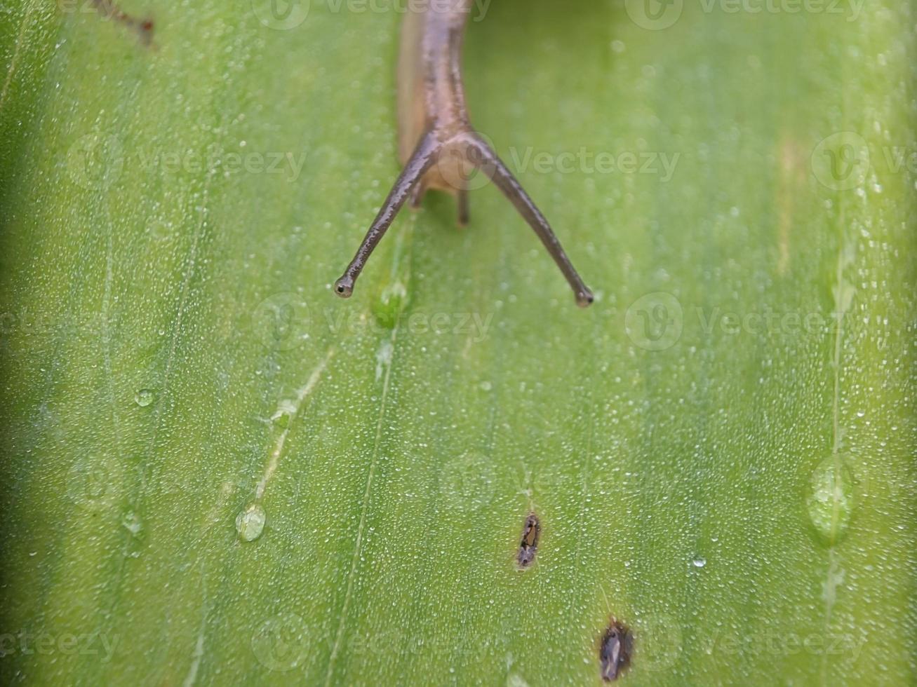 lumaca su il foglia, nel il mattina, macro fotografia, estremo vicino su foto