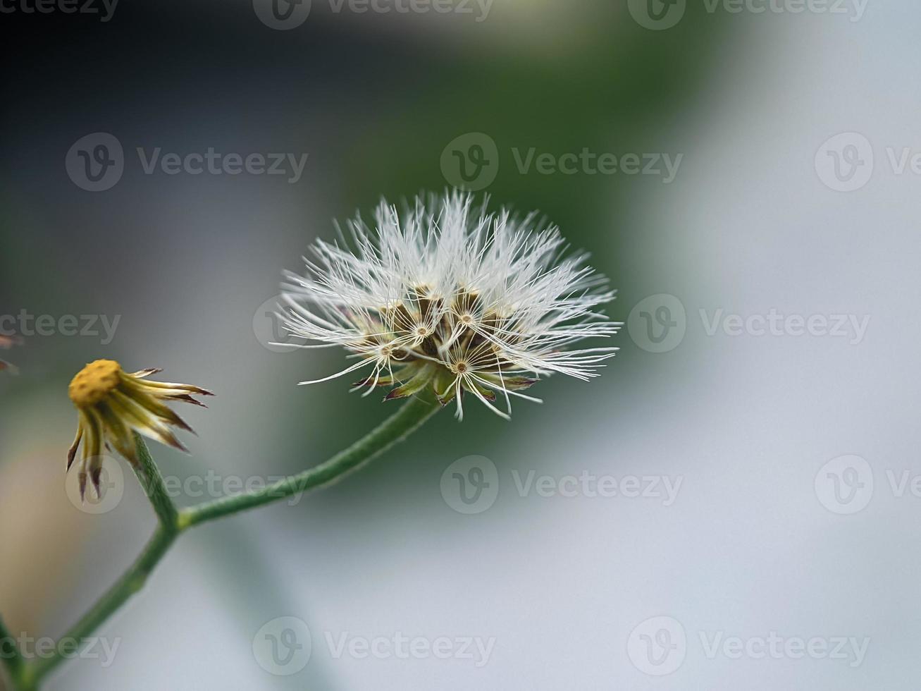 dente di leone seme, macro fotografia, estremo vicino su foto