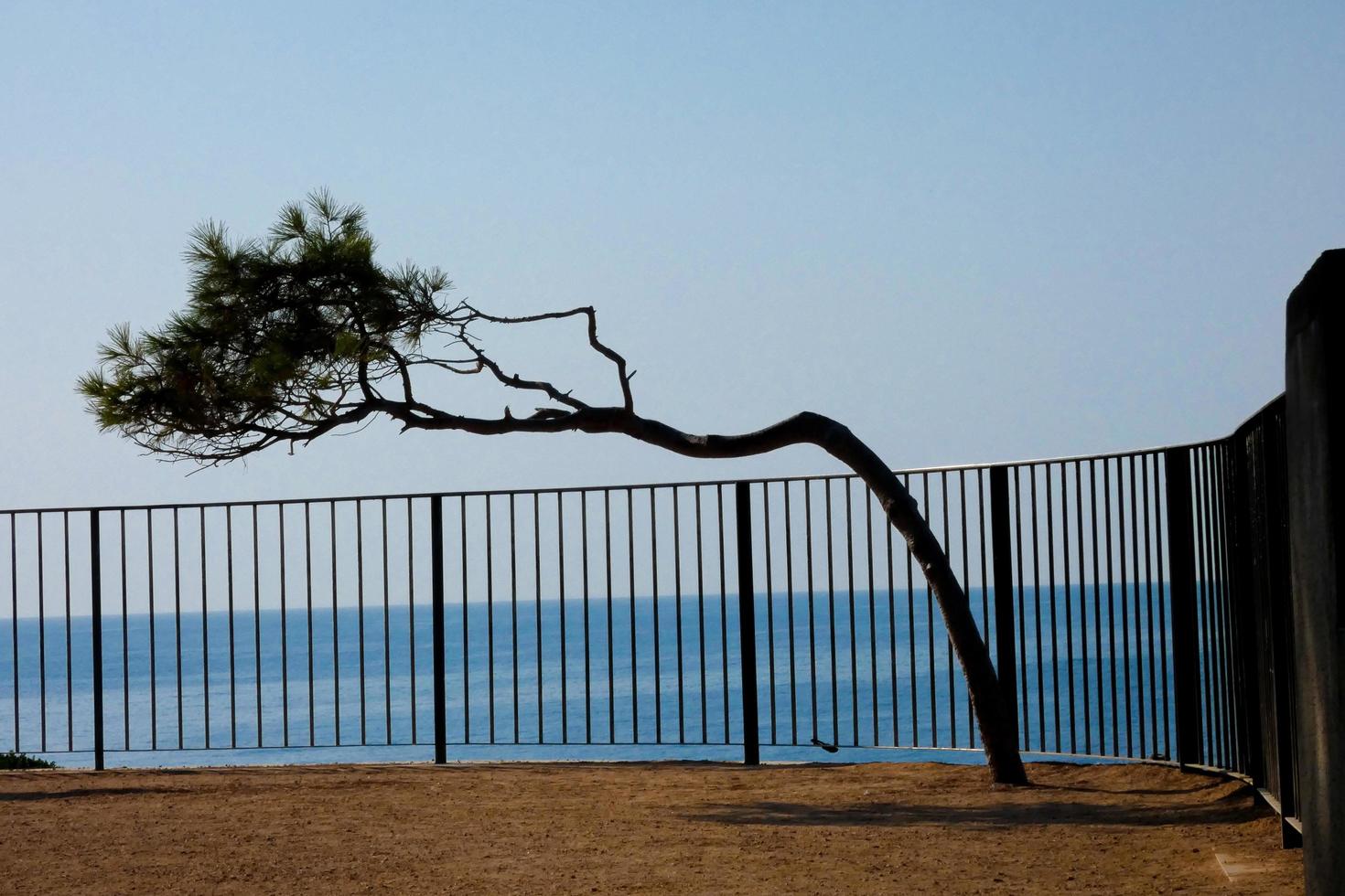 contorto pino albero dovuto per il tramuntana vento su il mediterraneo costa di il catalano costa brava foto