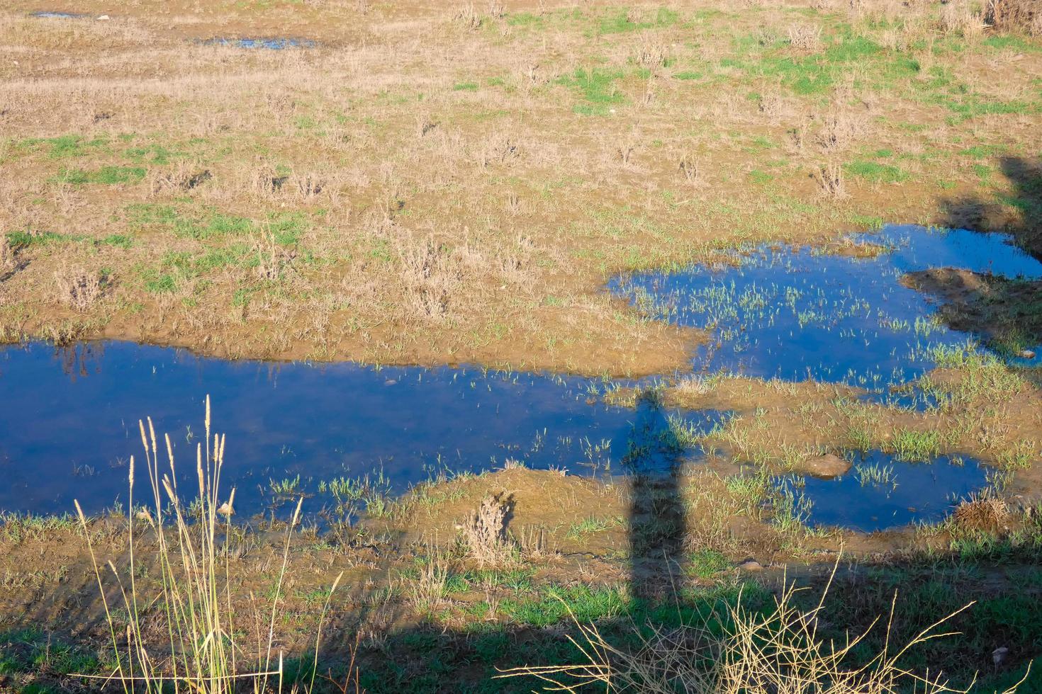 zone umide nel il vicinanza di un' fiume foto