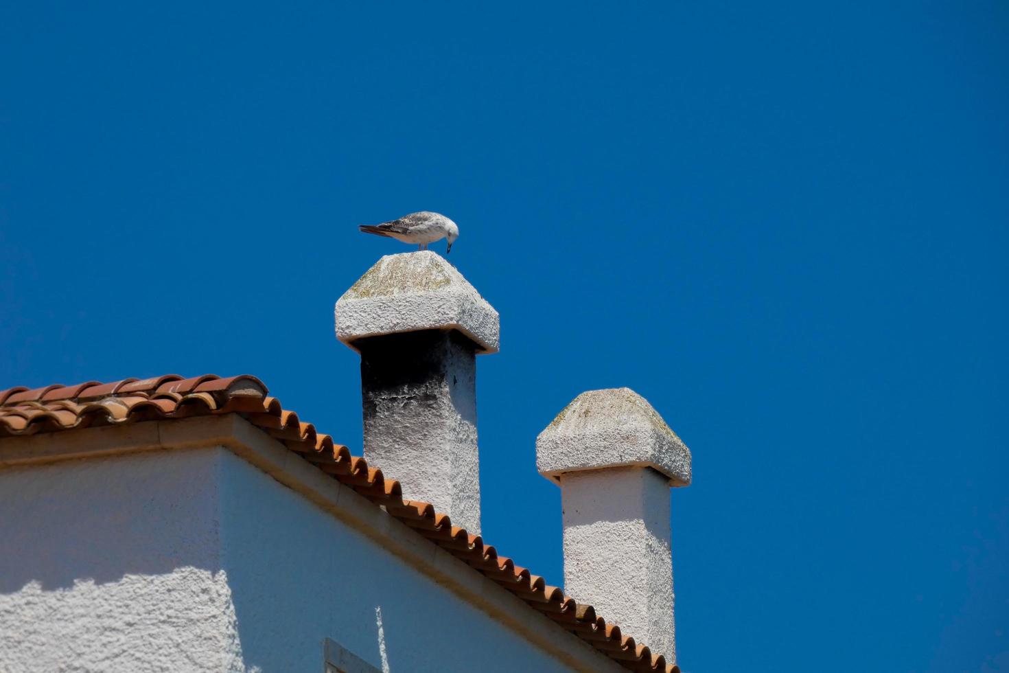 gabbiani su il costiero sentiero di il catalano costa brava, s'agaro, sant feliu de guixol foto