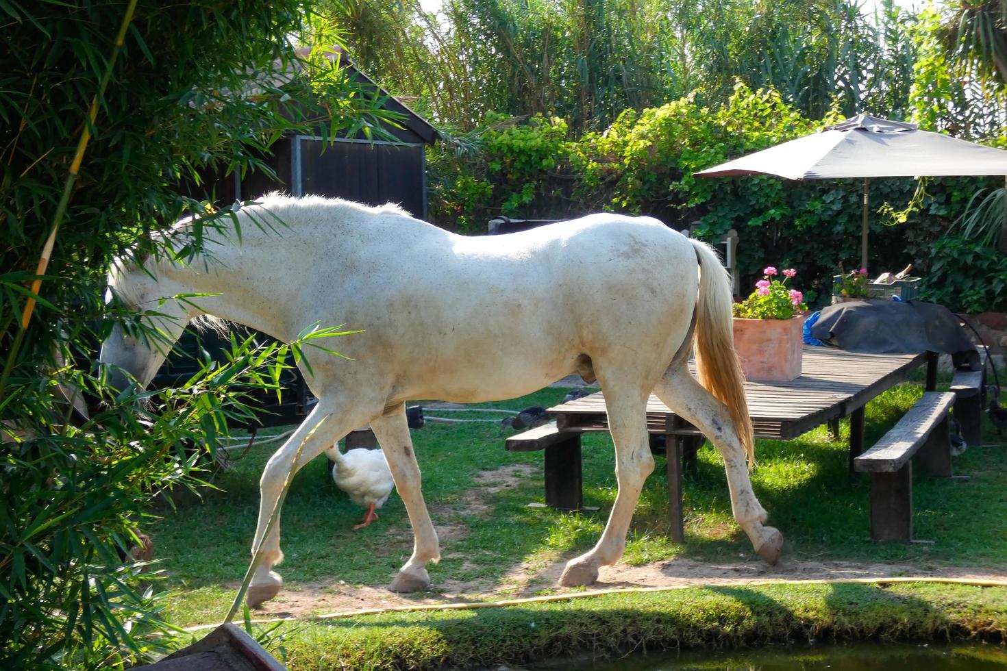 cavalli mangiare pacificamente nel il frutteto su un' soleggiato giorno foto