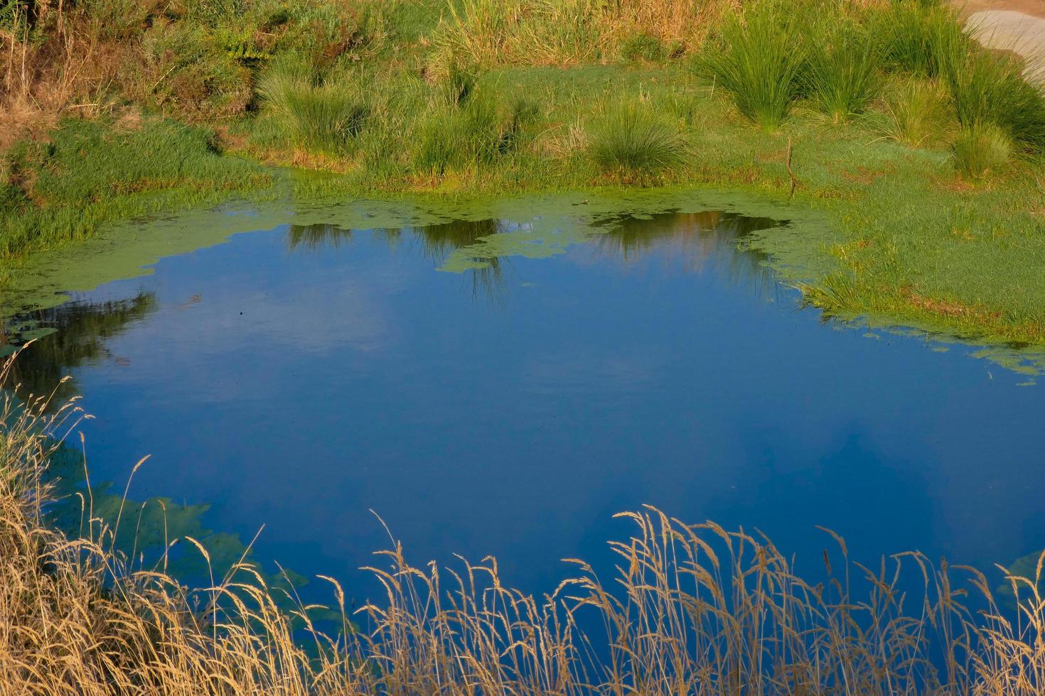 zone umide nel il vicinanza di il fiume llobregat foto