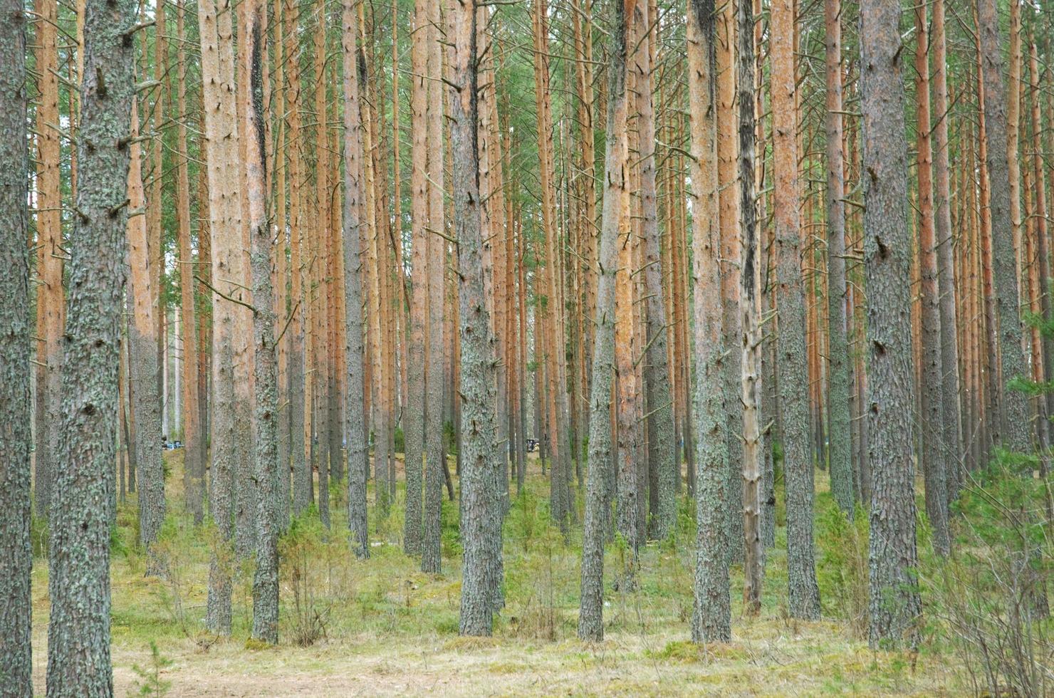 il foresta di loro pino alberi in piedi difficilmente dritto foto