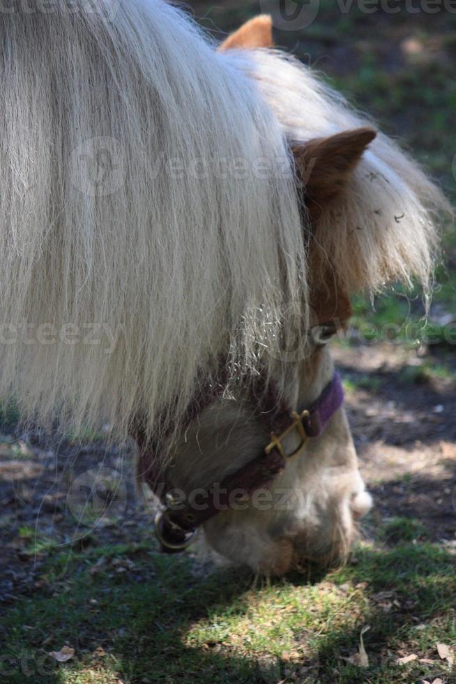 un vecchio, Marrone pony sgranocchiare su erba. foto