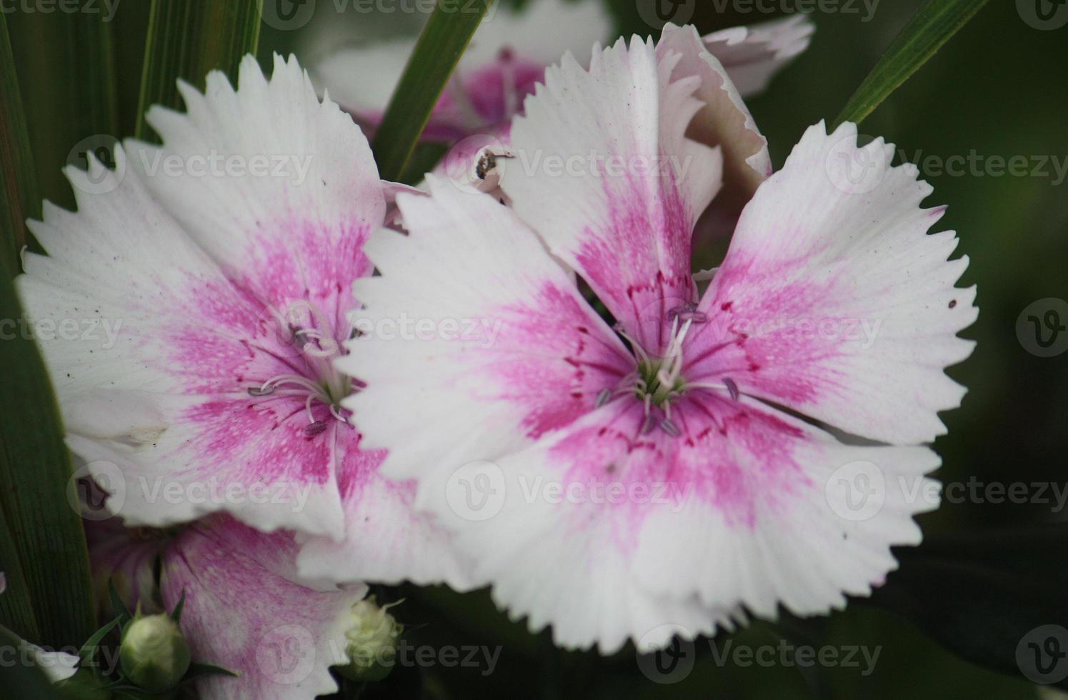 un' dianthus pianta nel pieno fioritura con rosa e bianca frastagliato petali. foto