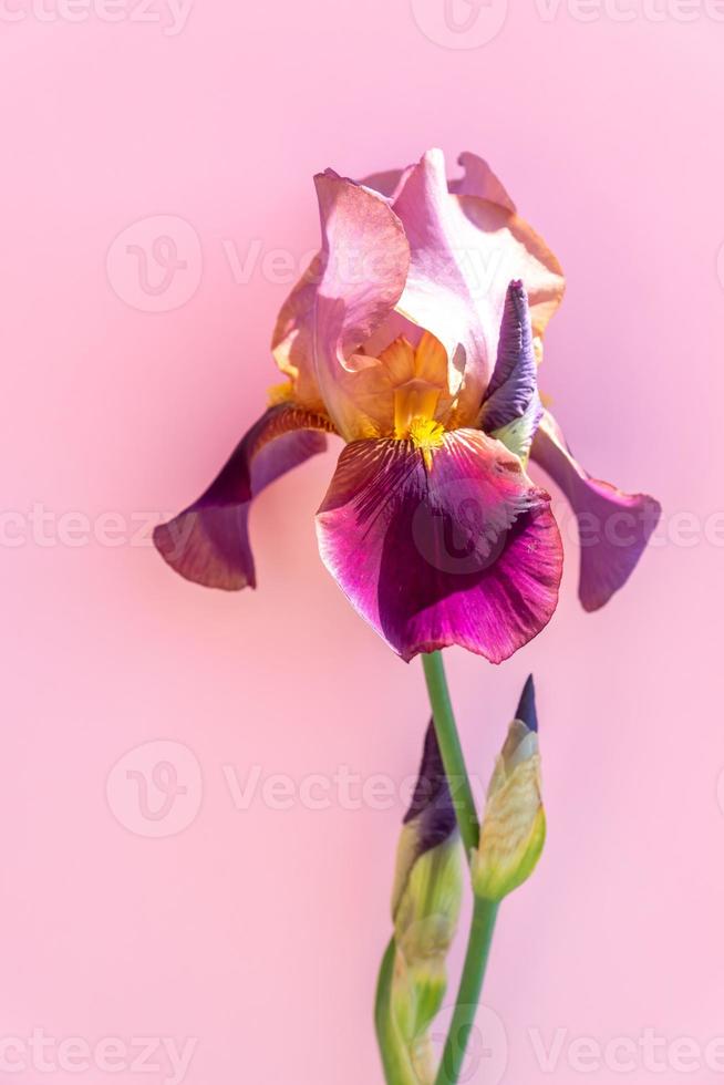 bellissimo blu iris fiore su rosa sfondo. estate fiorire foto