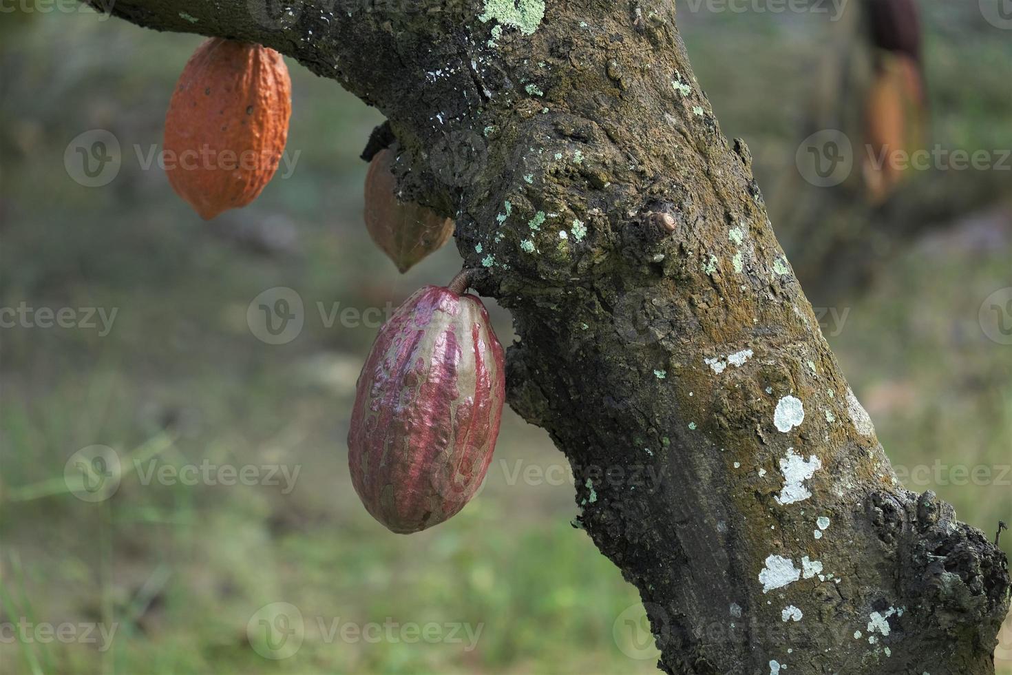 cacao baccelli o cacao frutta su cacao azienda agricola foto