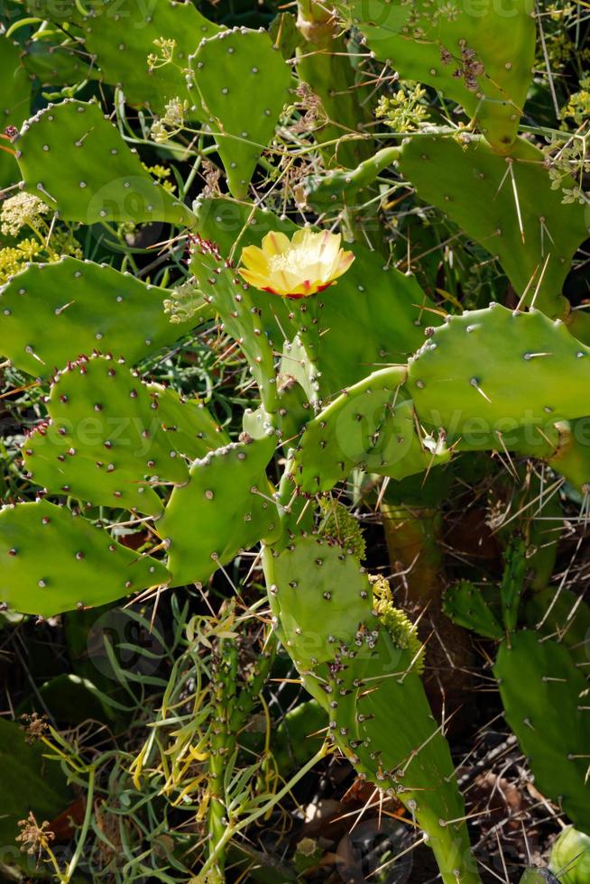 giallo cactus fiori fioritura nel il strada. selettivo messa a fuoco foto