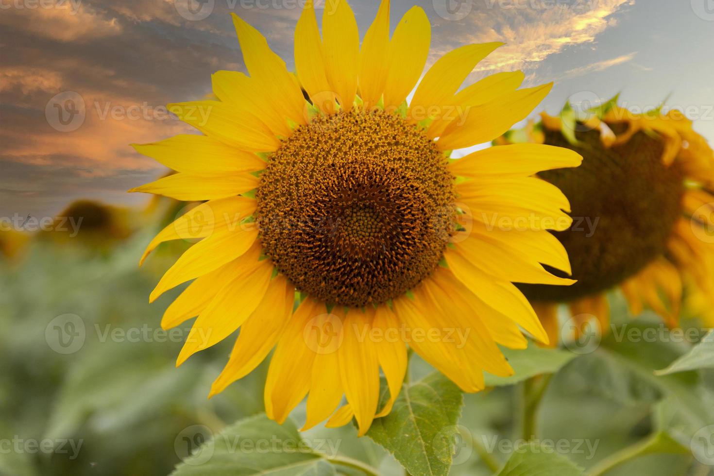 fiore, girasole, avvicinamento su un' tramonto sfondo. paesaggio foto