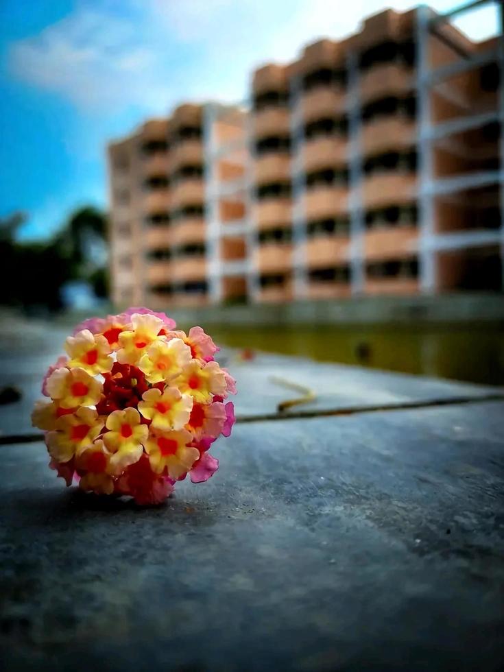 vicino su di bellissimo fiori su strada foto