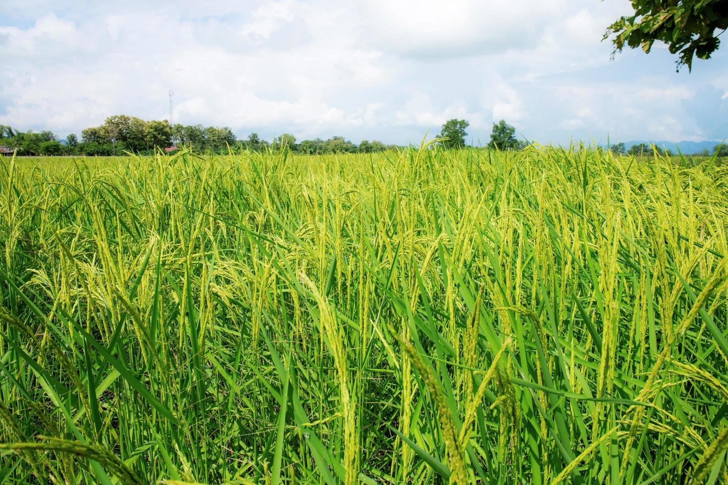 una vista crescente del giacimento del riso il giorno caldo nuvoloso in Tailandia foto