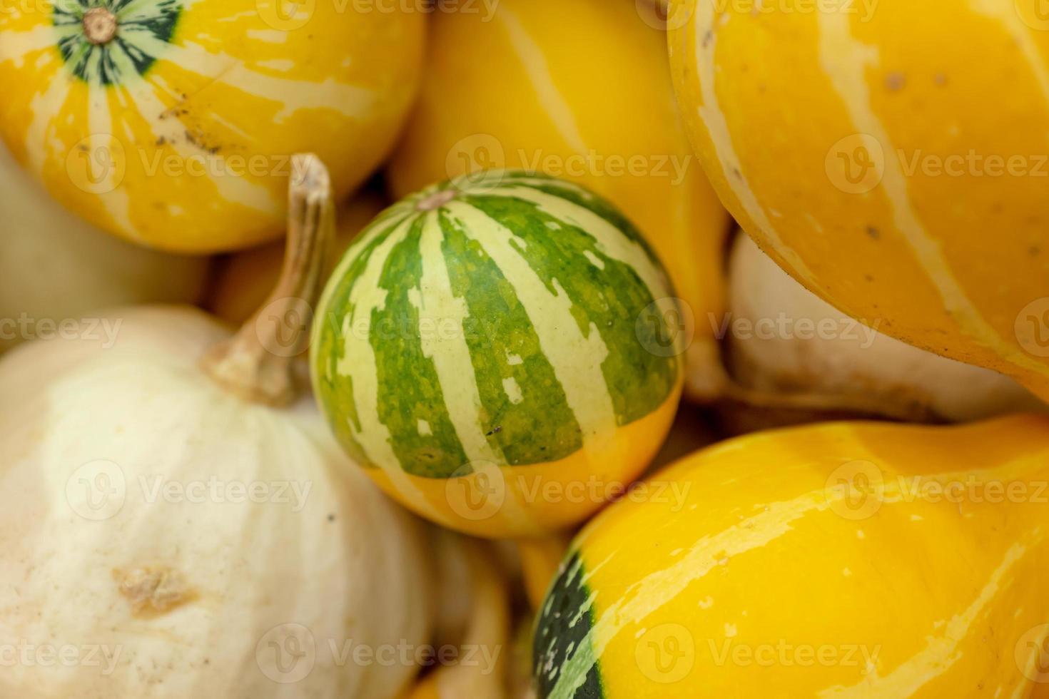 autunno zucca sfondo. vicino su di mini zucche a agricoltori mercato foto