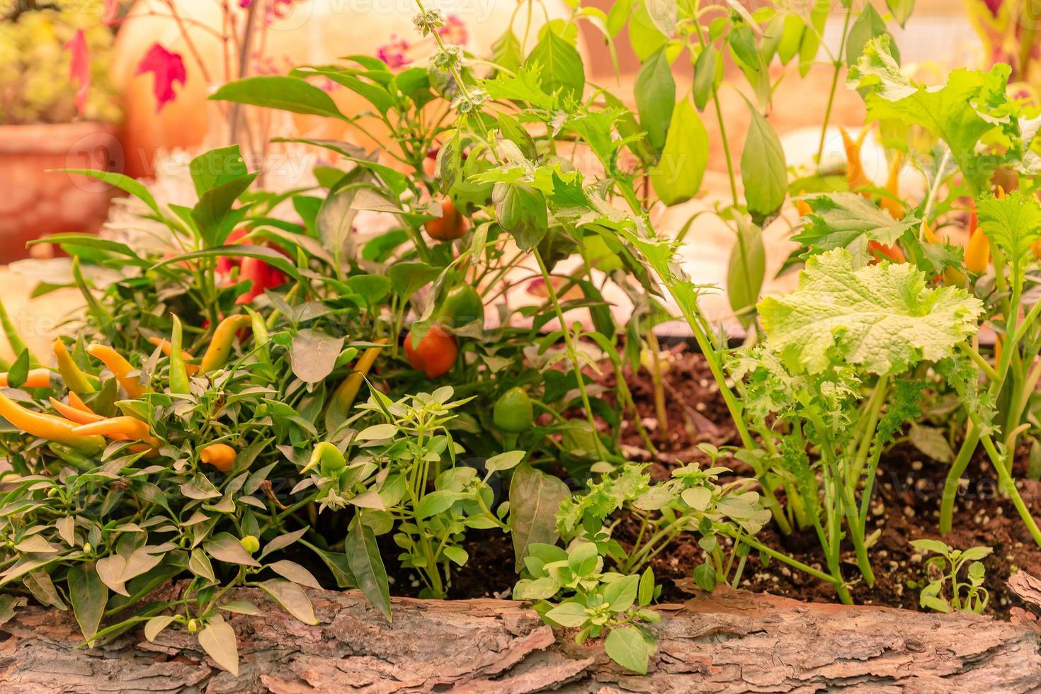 piccolo rosso jalapeno peperoni crescere nel cestino Il prossimo per zucche a il raccogliere Festival. azienda agricola biologico verdure foto