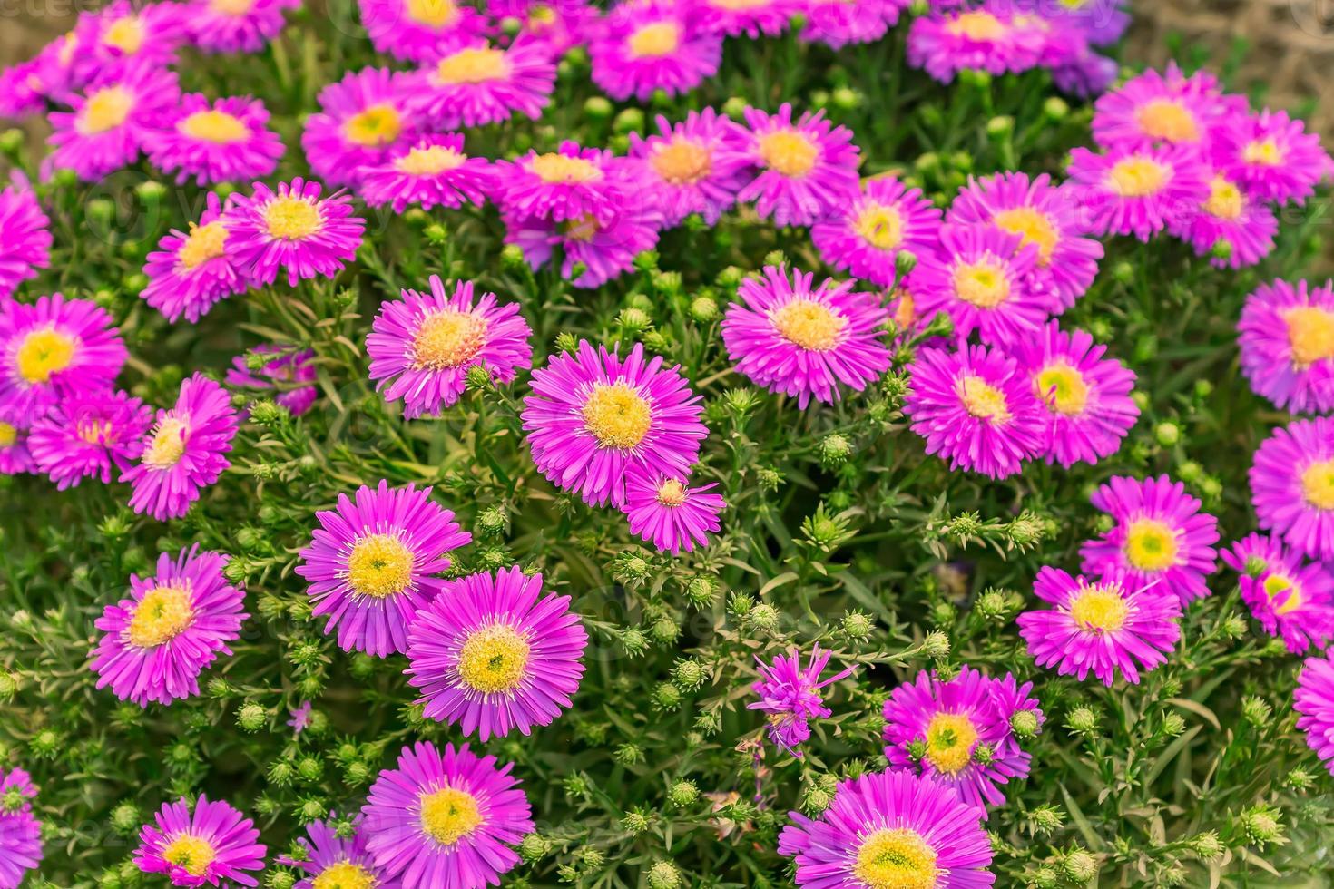 astro dumosus vicino su. beautifu viola e giallo fioritura flovers nel il giardino foto