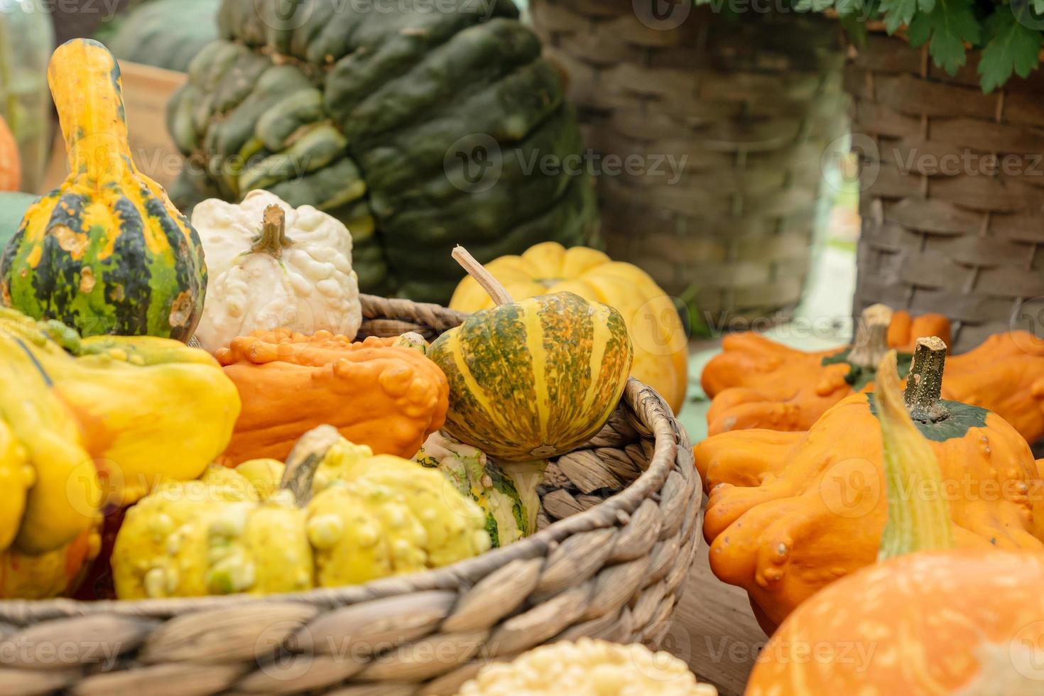 autunno zucca sfondo. vicino su di mini zucche a agricoltori mercato foto