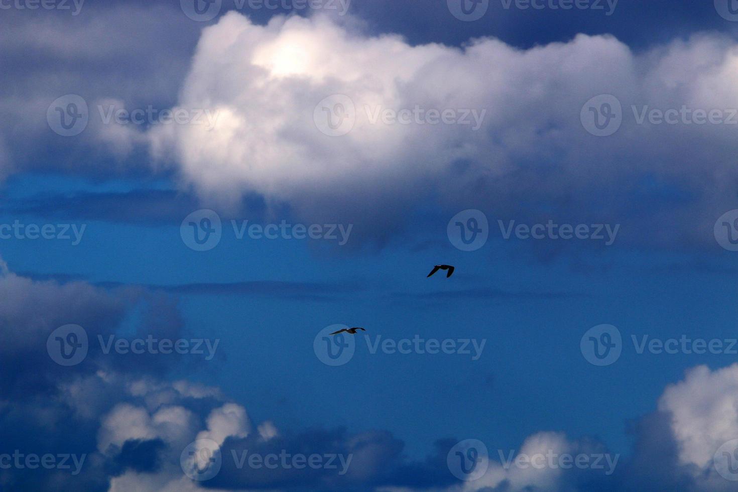 uccelli nel il cielo al di sopra di il mediterraneo mare. foto