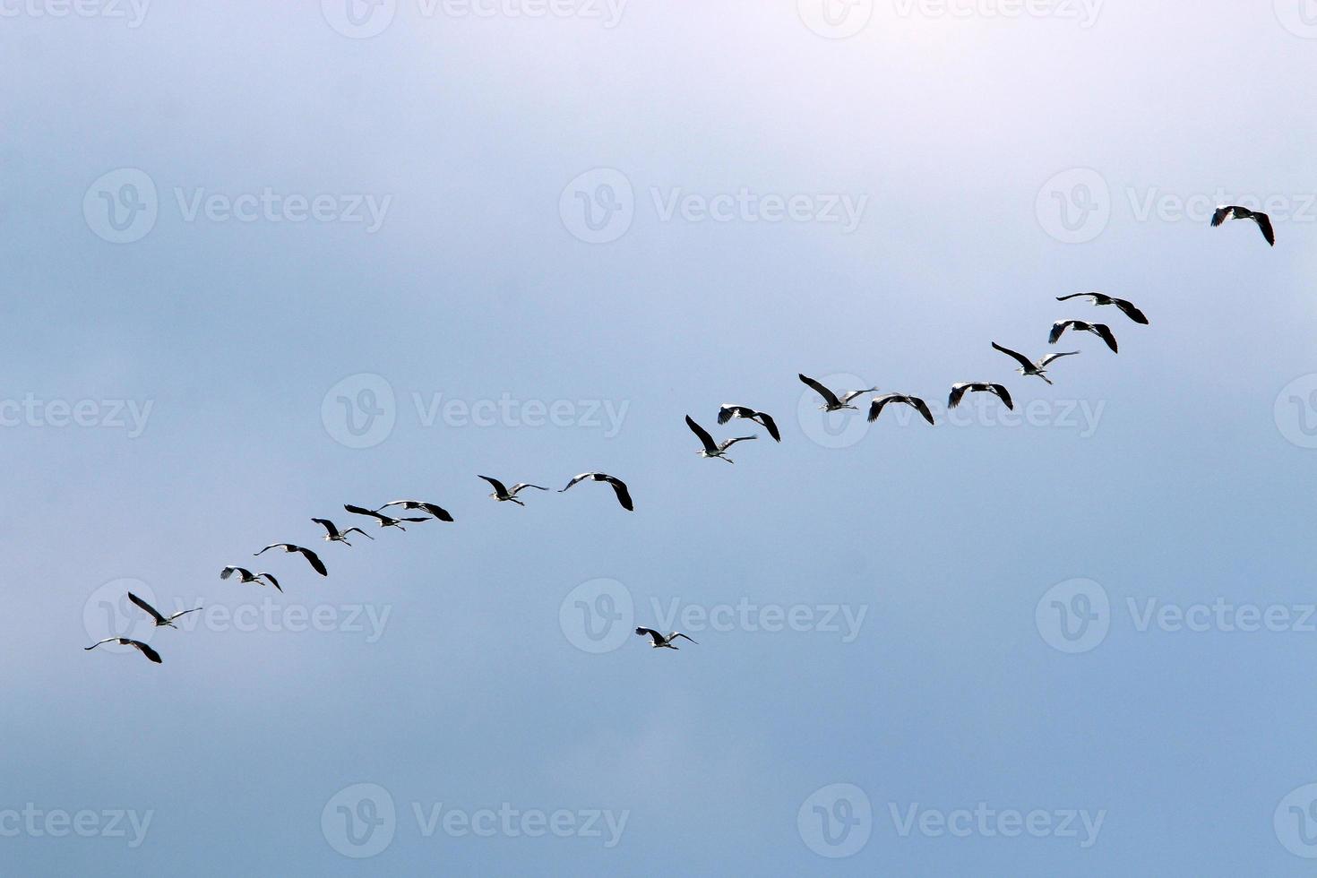 uccelli nel il cielo al di sopra di il mediterraneo mare. foto