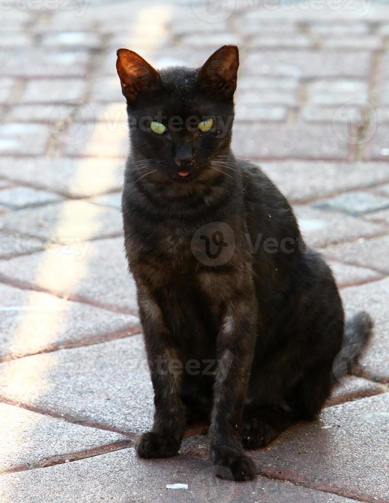 il gatto domestico è un mammifero della famiglia felina dell'ordine dei carnivori. foto