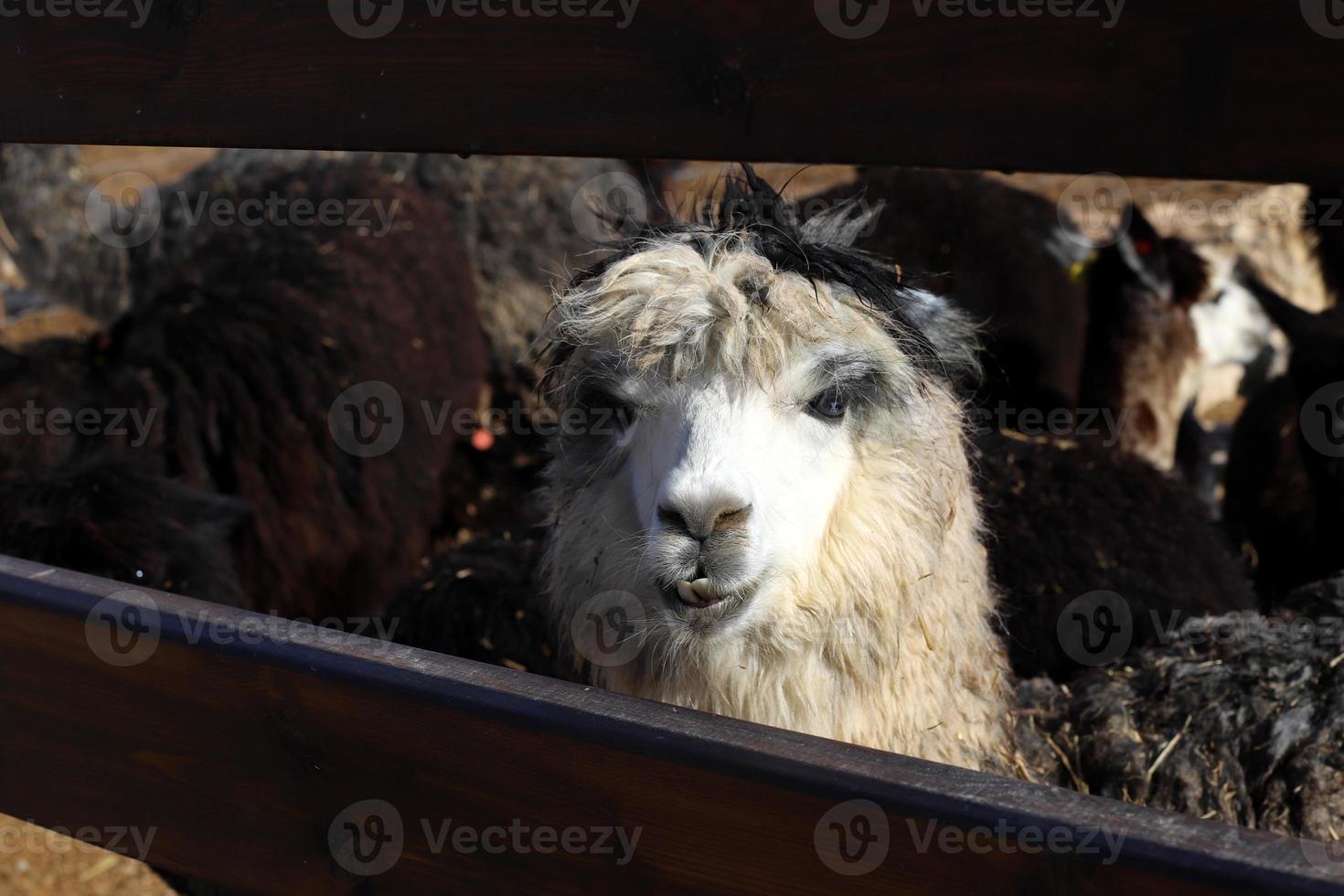 alpaca su un' azienda agricola nel il negev deserto. foto