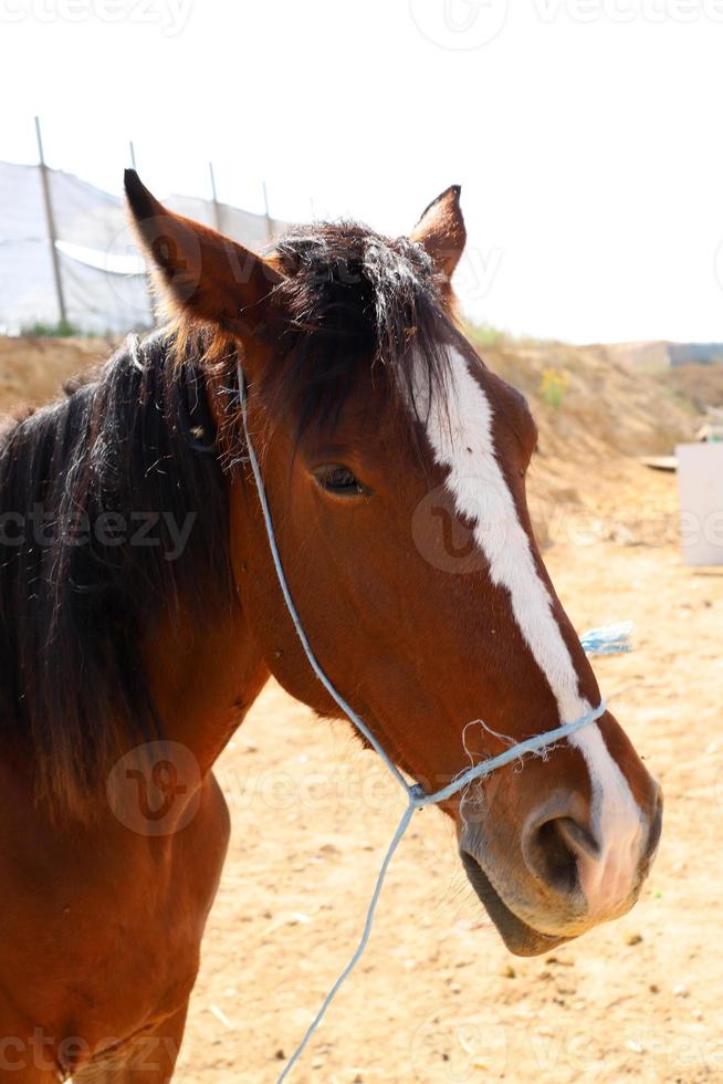 domestico cavalli a un' stabile nel Israele. foto