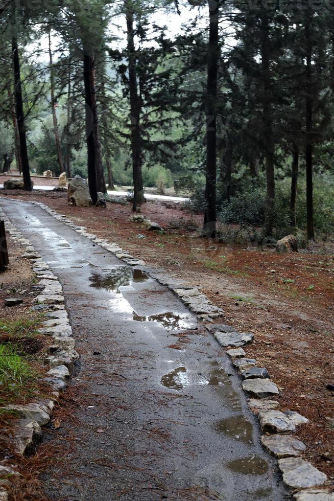 pedone strada nel il città parco. foto