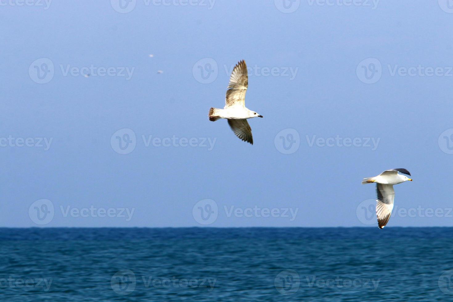 uccelli nel il cielo al di sopra di il mediterraneo mare. foto