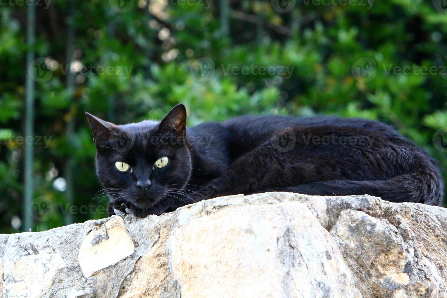 il gatto domestico è un mammifero della famiglia felina dell'ordine dei carnivori. foto