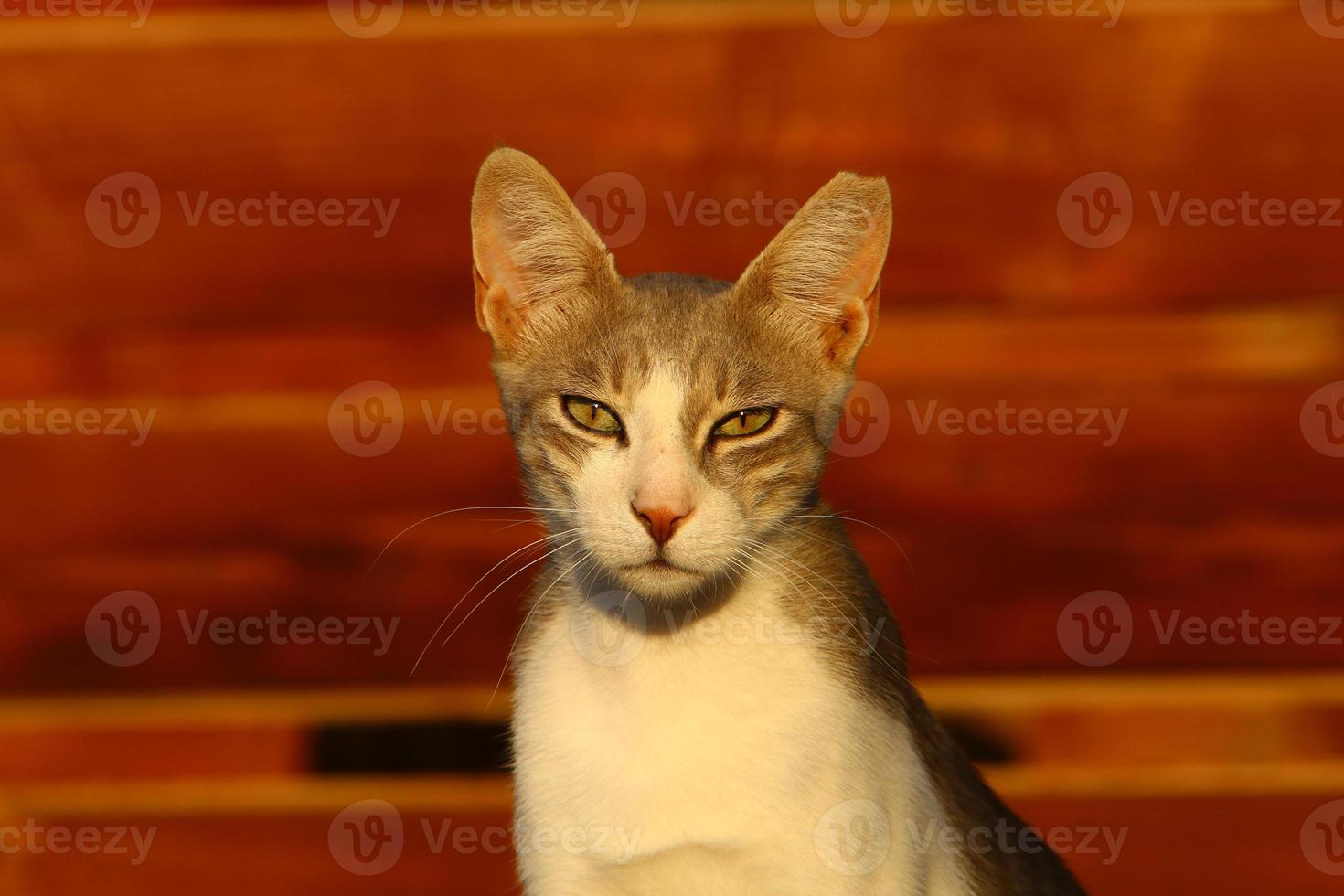 il gatto domestico è un mammifero della famiglia felina dell'ordine dei carnivori. foto