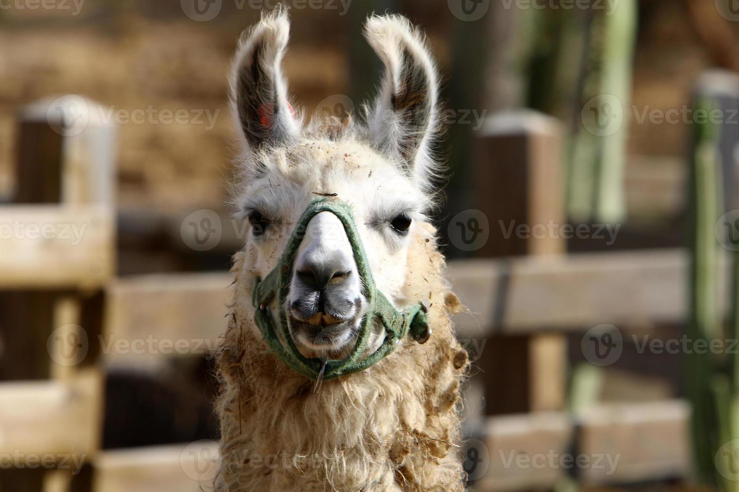 alpaca su un' azienda agricola nel il negev deserto. foto