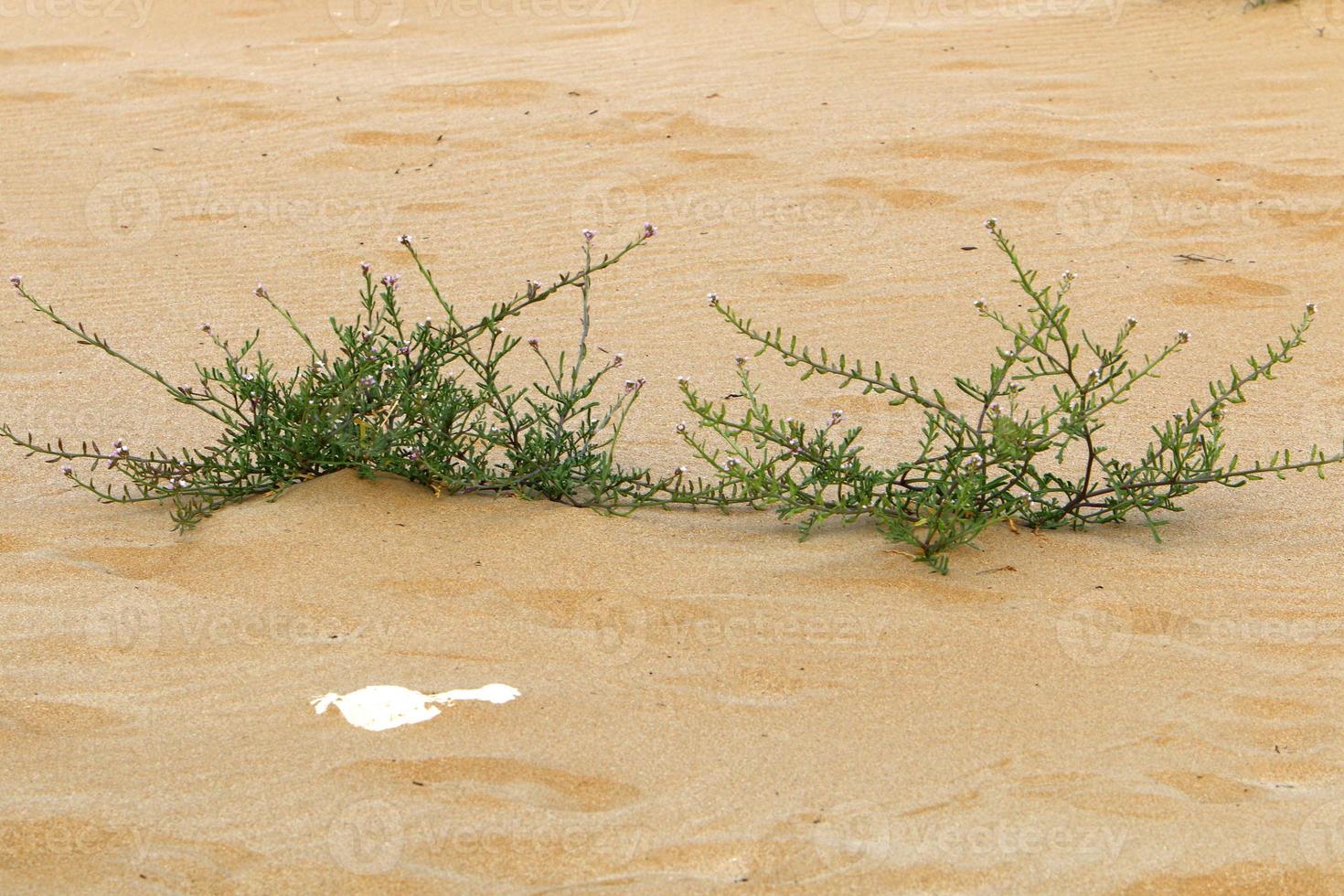 verde impianti e fiori crescere su il sabbia nel il deserto. foto